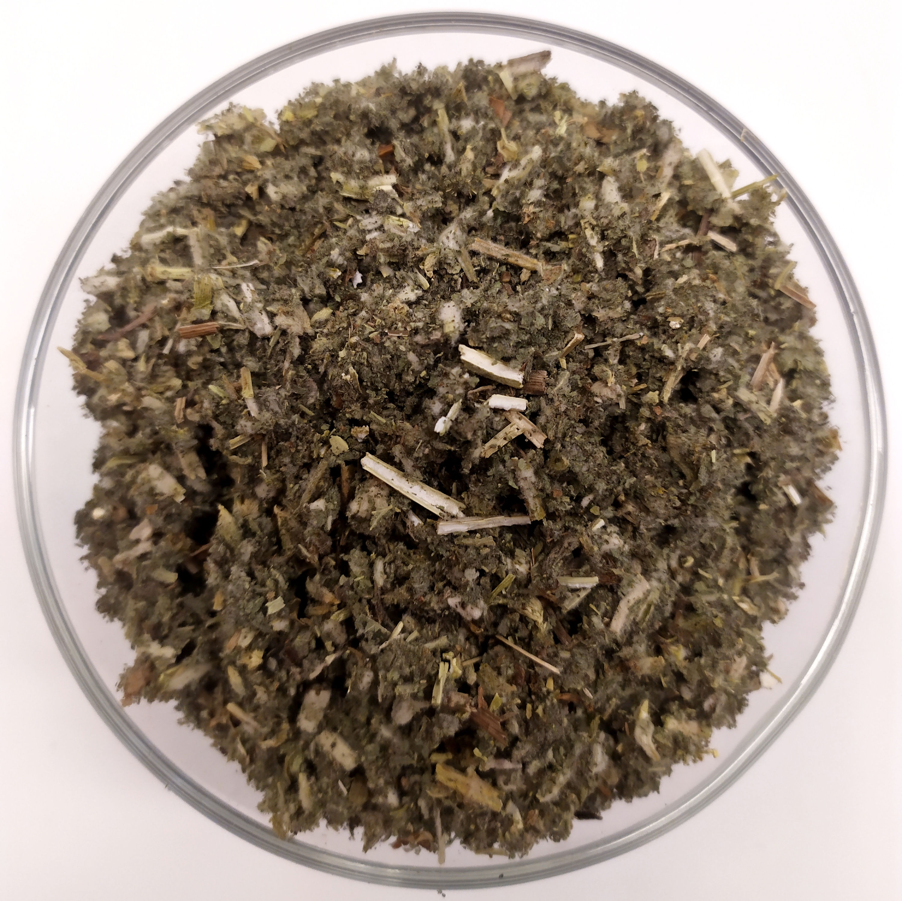 Marrubio volgare ( Marrubium vulgare L.)