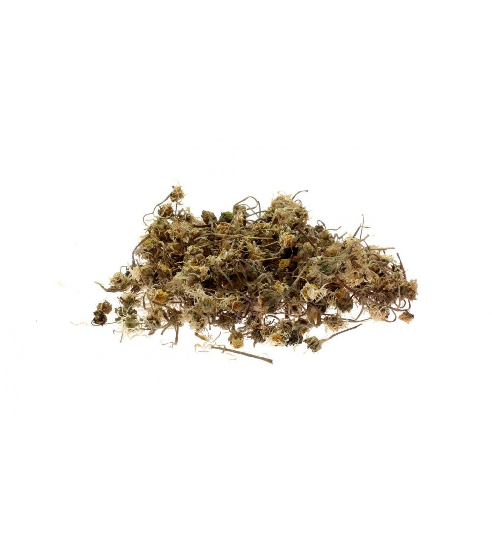 Pratolina ( Bellis perennis L.) Margheritine fiori