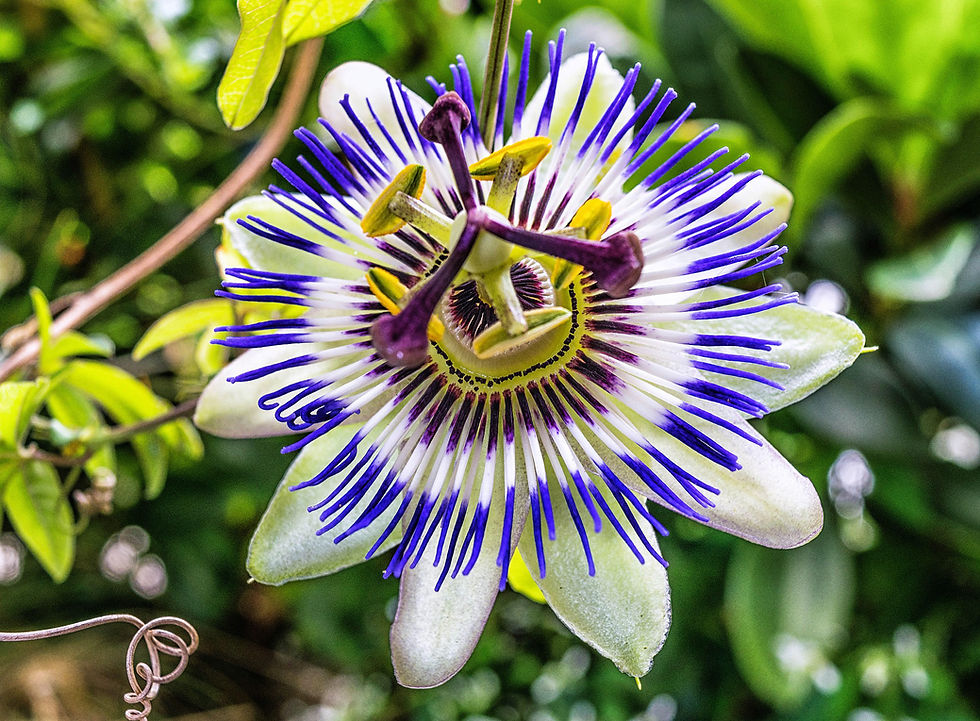 Passionflower image