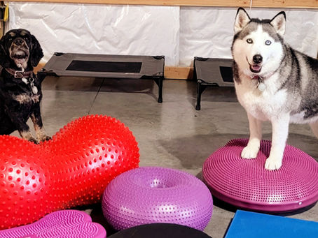 Are You Giving Up on Your Dog's Training Too Soon? Here's the secret for Long-Term Results