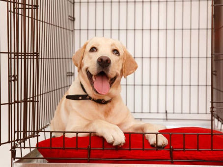 Crate Training How to. Why every dog should be crate trained