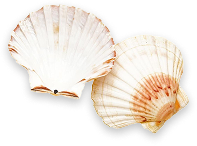 shells.png
