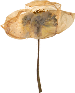 Old-Flower.png