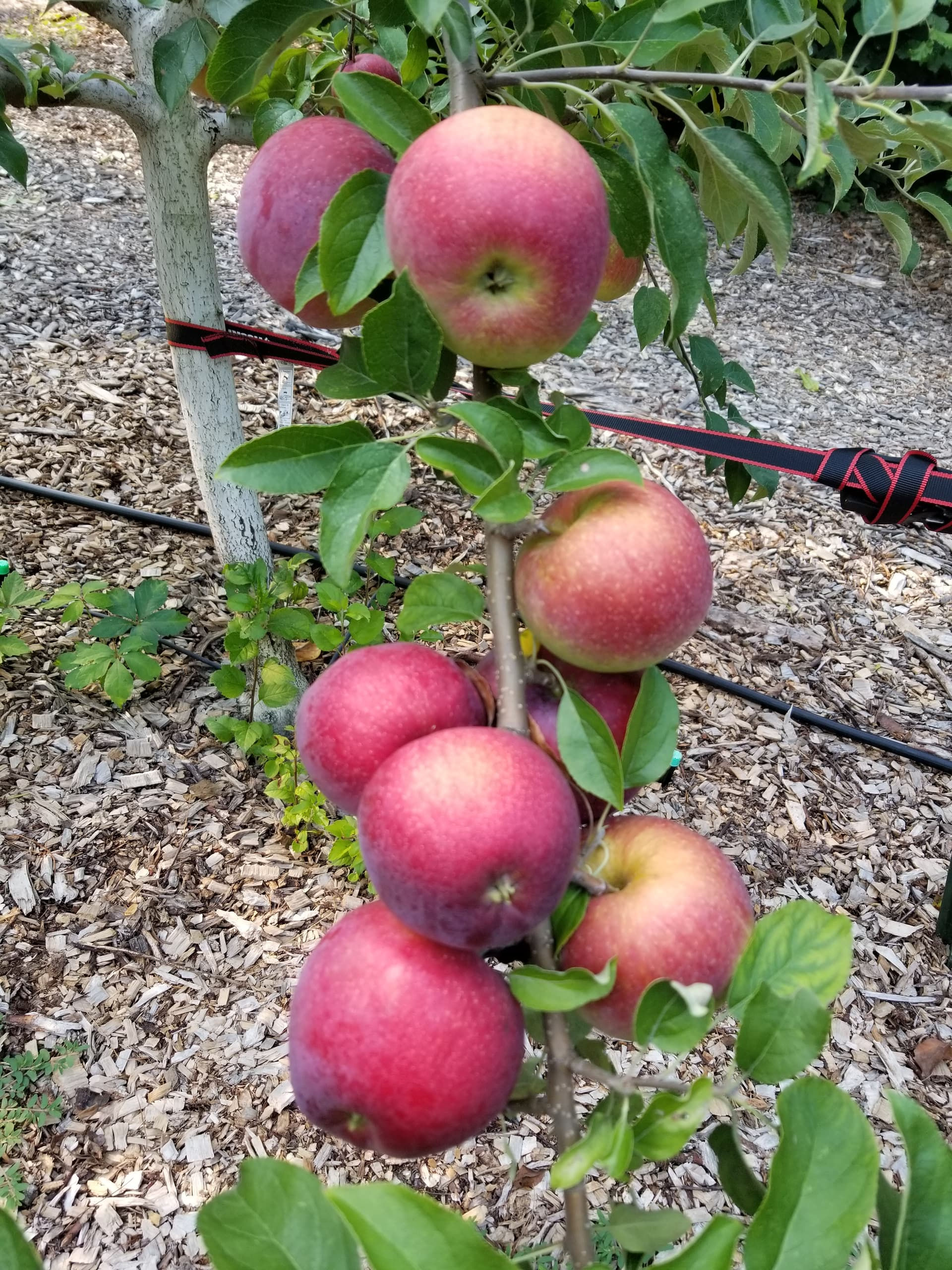 Williams Pride Apple Tree