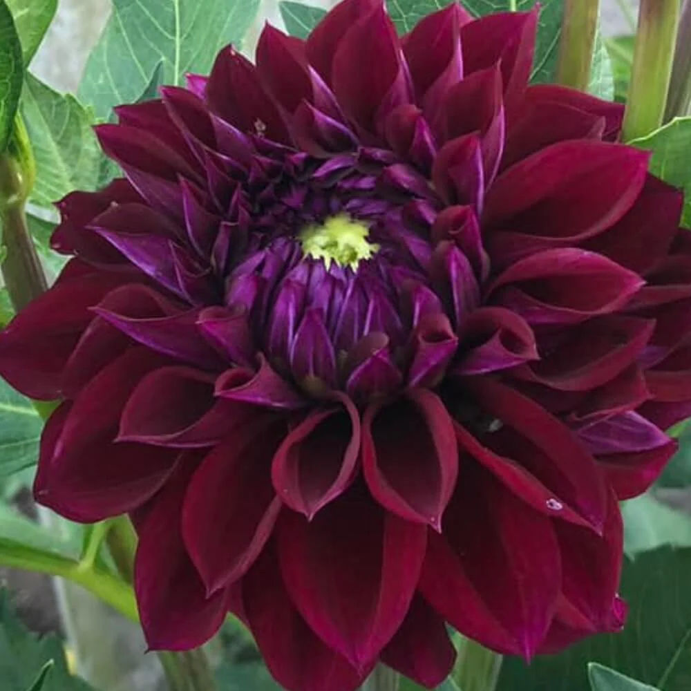 Diva Dahlia Tuber