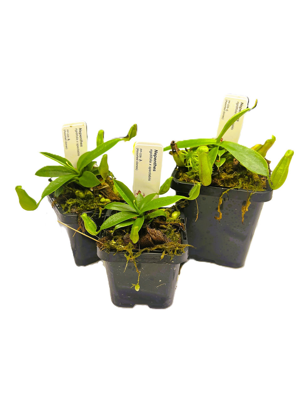 Nepenthes hybrid PP-228 - Primal Plants_sizes