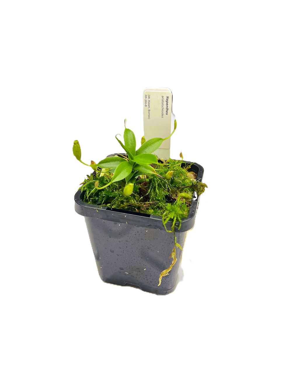 Nepenthes aristolochioides PP-121A - Primal Plants_medium