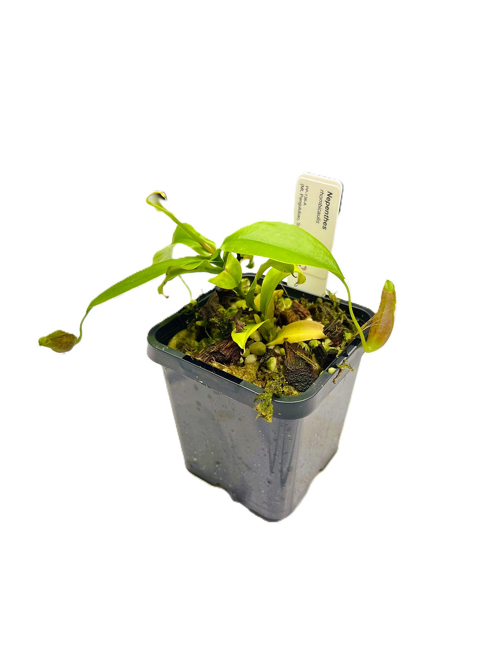 Nepenthes rhombicaulis PP-136A - Primal Plants_medium