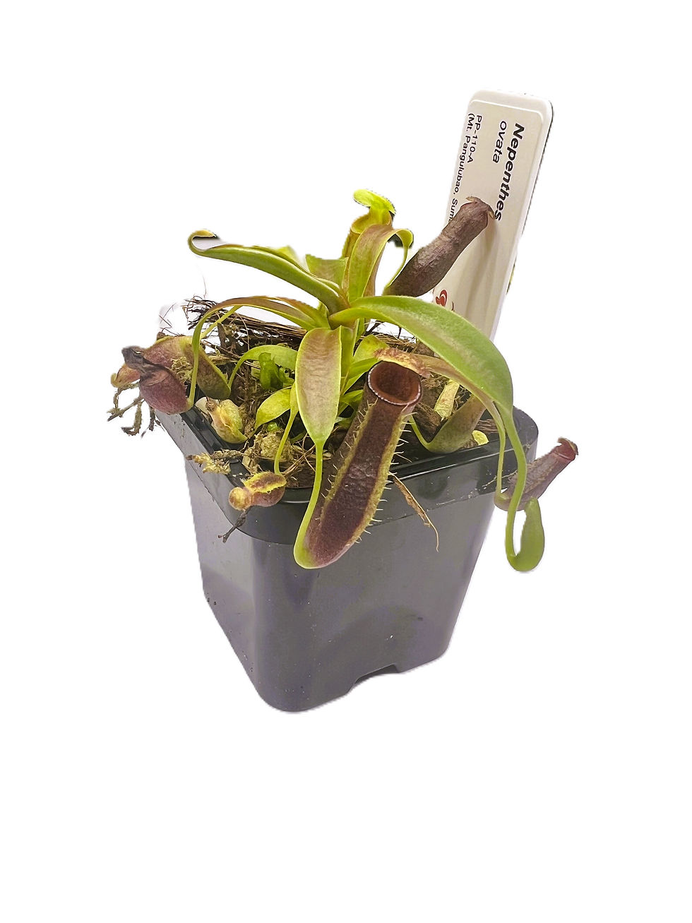 Nepenthes ovata PP-110A - Primal Plants_medium