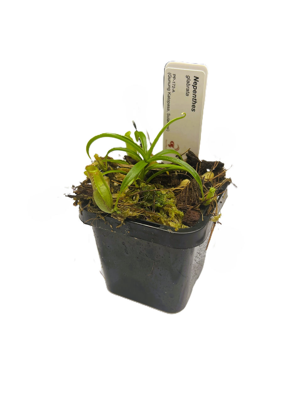 Nepenthes glabrata PP-172A - Primal Plants_medium