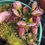 Thumbnail: Cephalotus follicularis I Albany Pitcher Plant