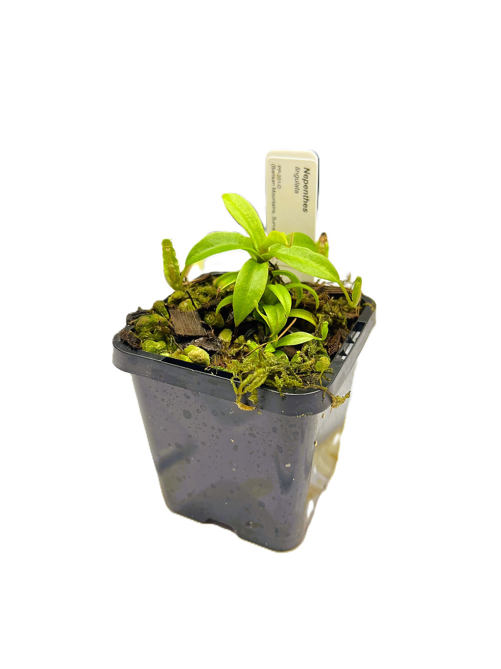 Nepenthes lingulata PP-201D - Primal Plants_medium