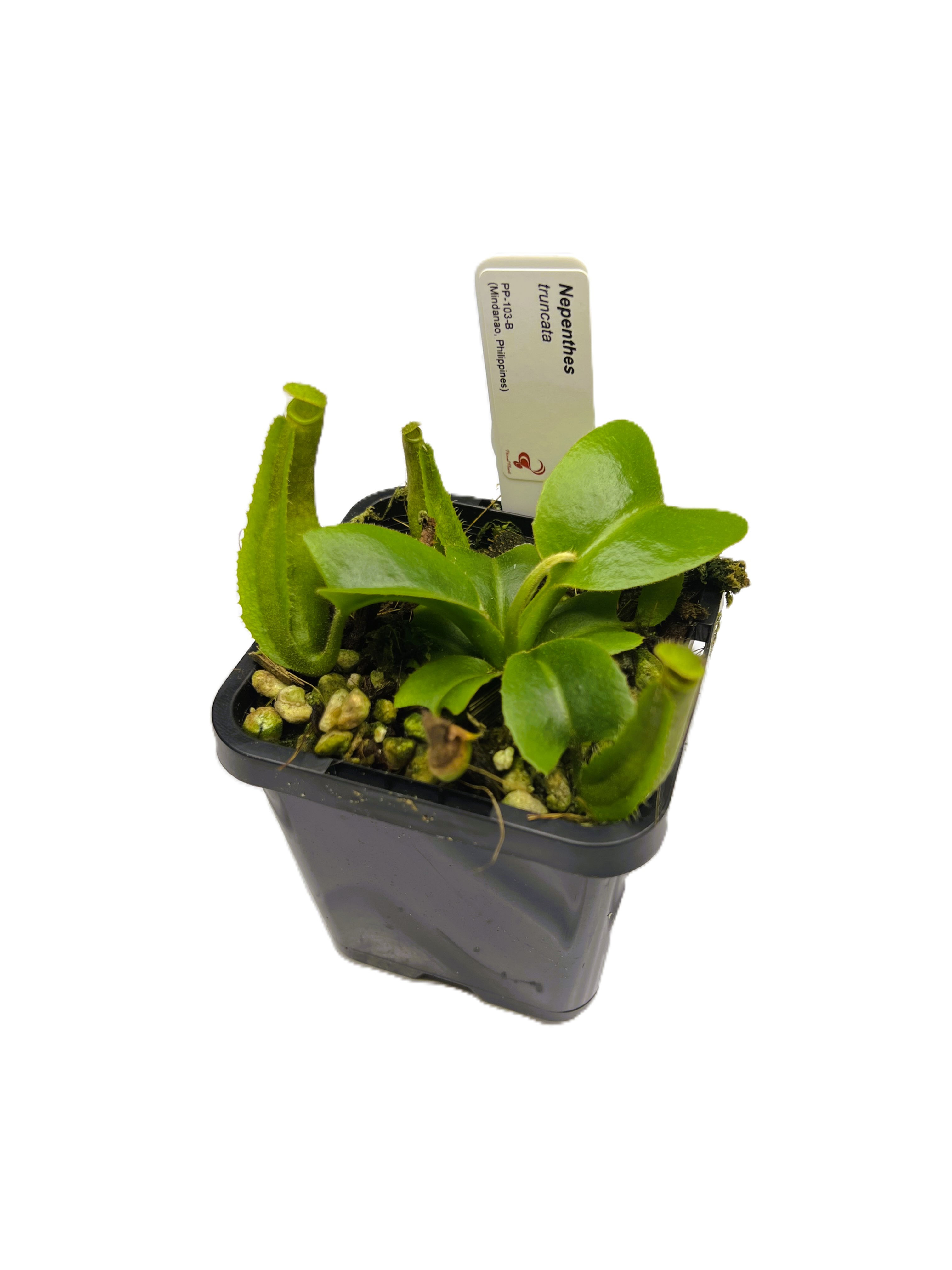 Nepenthes truncata l Mindanao, Philippines I PP-103