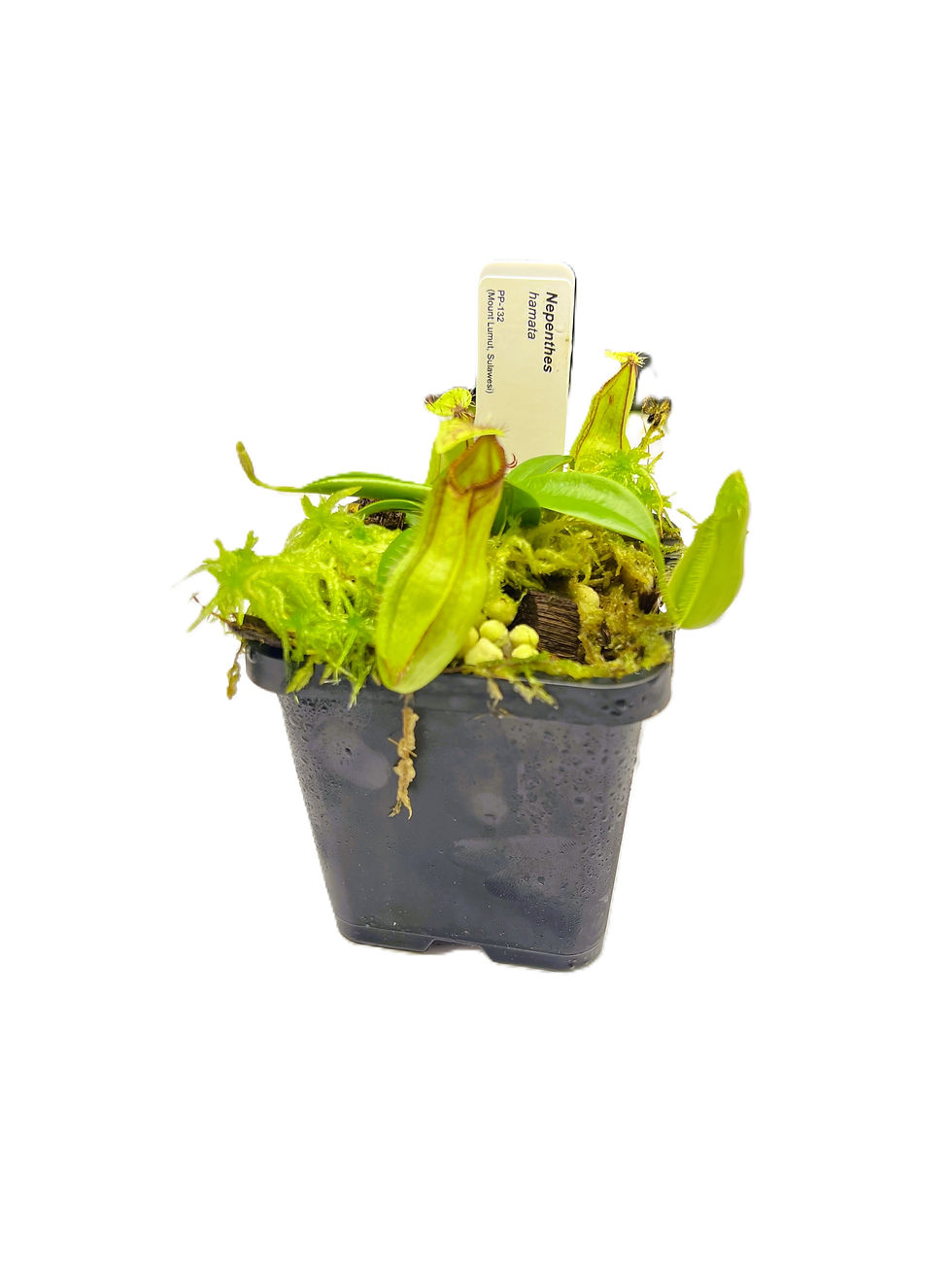 Nepenthes hamata PP-132 - Primal Plants_medium