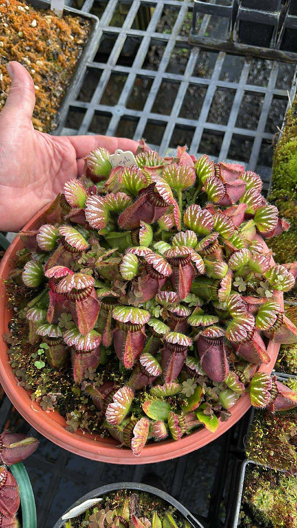Thumbnail: Cephalotus follicularis I Albany Pitcher Plant