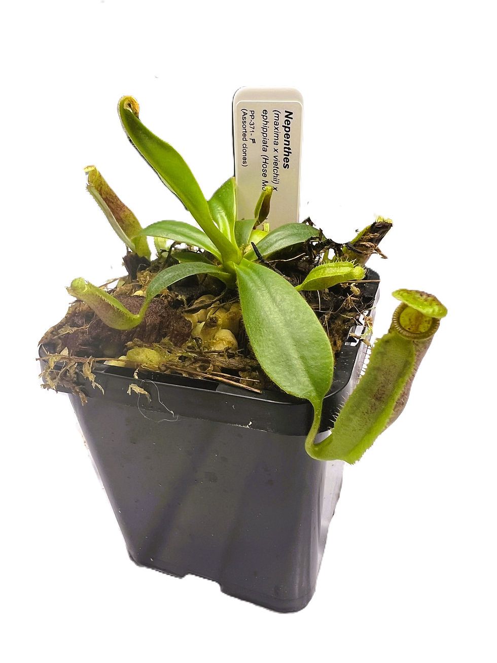Nepenthes hybrid PP-371F - Primal Plants_medium