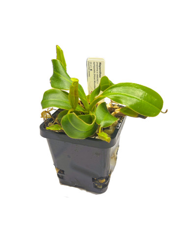 Nepenthes (maxima x veitchii) x .ephippiata l PP-371 | primalplants2