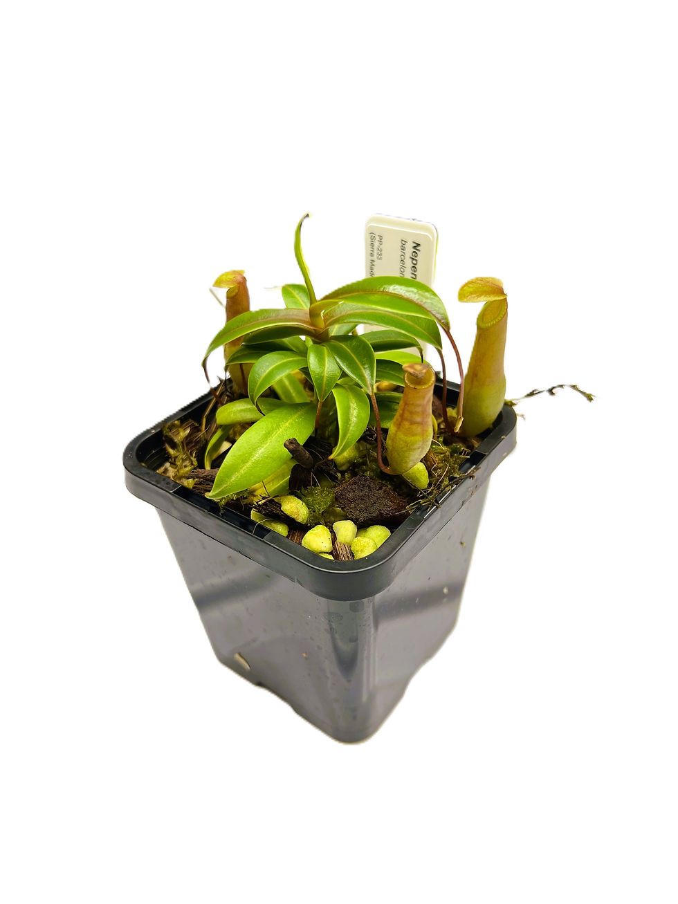 Nepenthes barcelona PP-223 - Primal Plants_medium