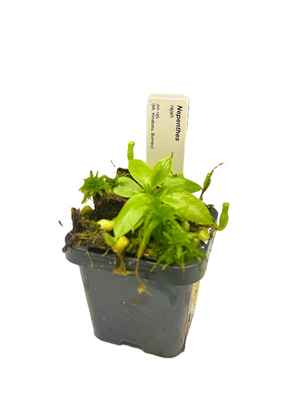 Nepenthes rajah PP-185 - Primal Plants_small