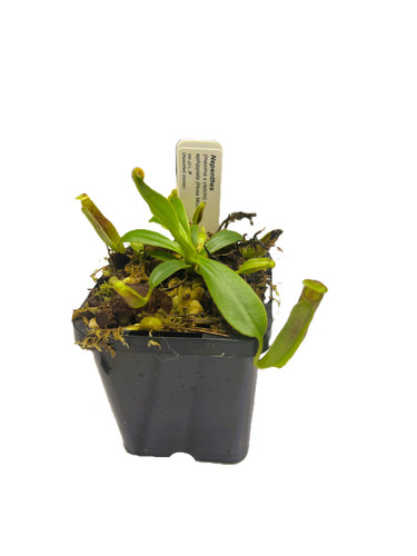 Nepenthes (maxima x veitchii) x .ephippiata l PP-371 | primalplants2