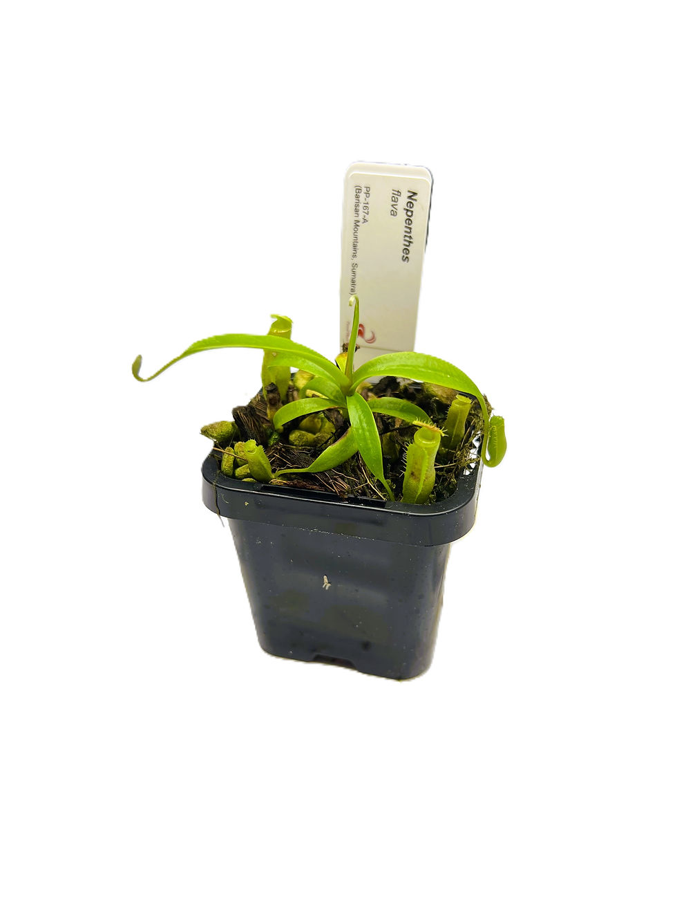 Nepenthes flava PP-167A - Primal Plants_medium