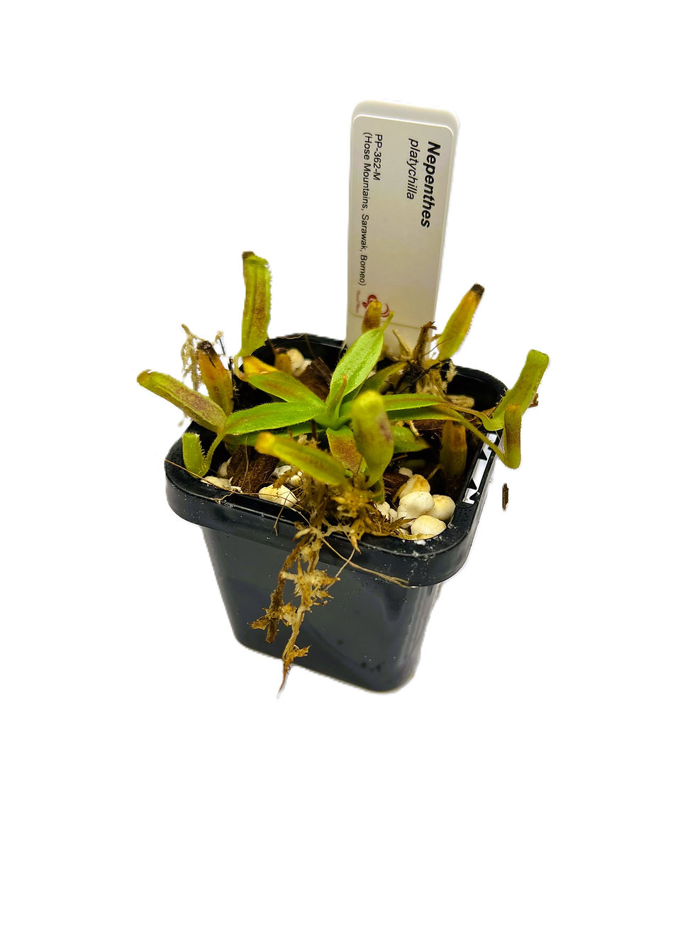 Nepenthes platychilla PP-362M - Primal Plants_small2
