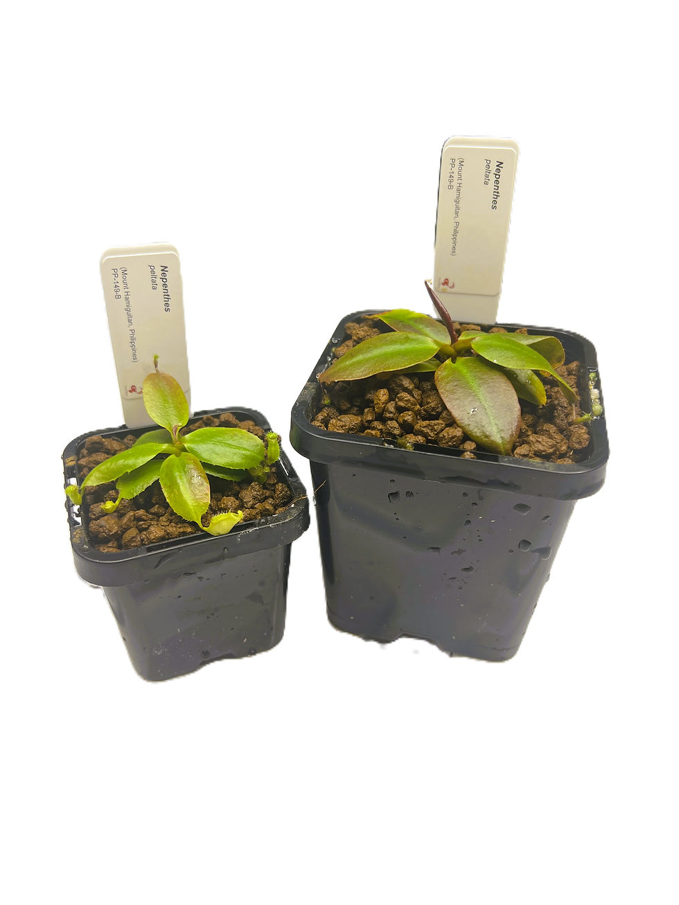 Nepenthes peltata PP-149B - Primal Plants_sizes