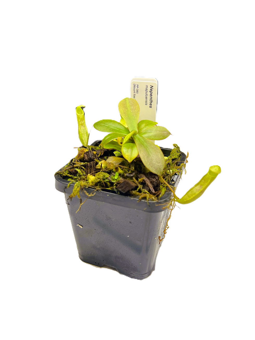 Nepenthes mapulensis PP-380 - Primal Plants_medium