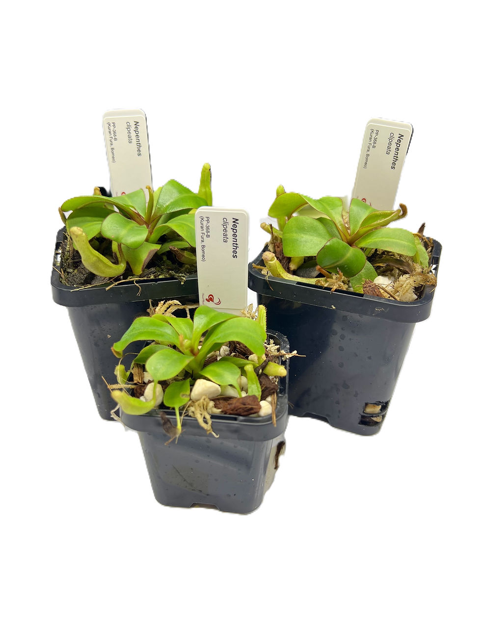 Nepenthes clipeata PP-368B - Primal Plants_sizes