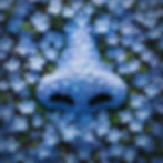 Blue nemophila flowers creating an artistic pattern