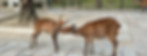 Deer in Nara temple grounds