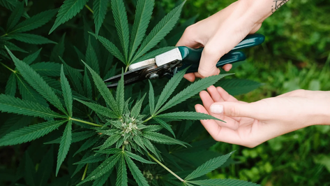 Unveiling Delta-8 THC in Africa: Exploring Its Positive Effects and Where to Find It