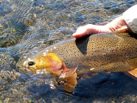 Fish Early... or Fish Late. Just Fish!