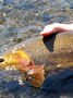 Fish Early... or Fish Late.  Just Fish!