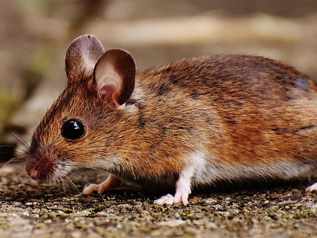 Letting your inner mouse sing: Paige's Growler take over
