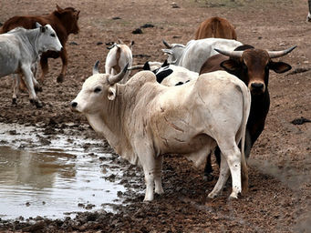 Agri-tech catalyst partnership with Sidai Africa announced