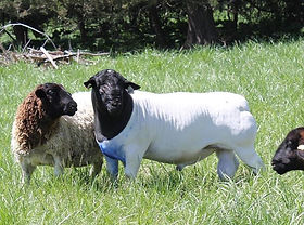 REFERENCE SIRES | Whetstone Prairie