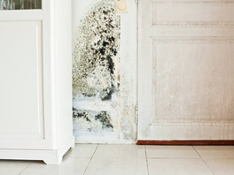 How to Prevent Mold in the Summertime