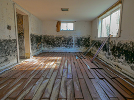 What Types of Mold Damage Caused by Drainage Issues Are Covered by Home Insurance?