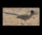 Roadrunner