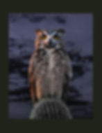 Cactus Owl