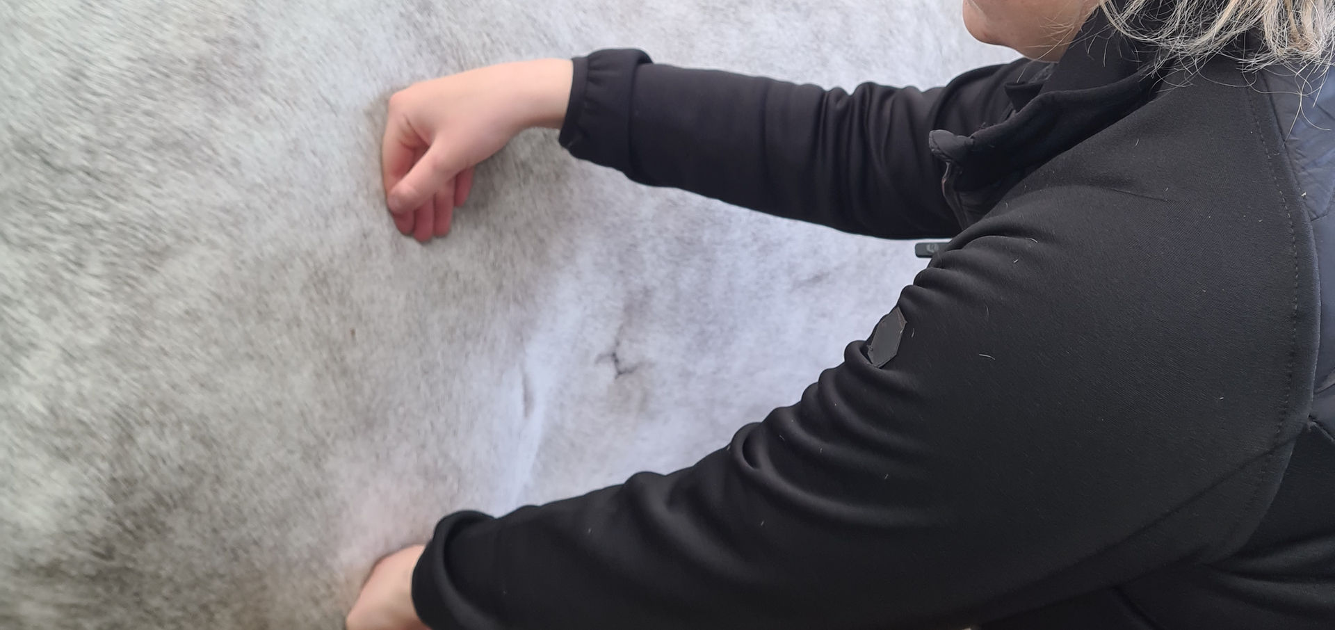 manual therapies, massage, horse massage