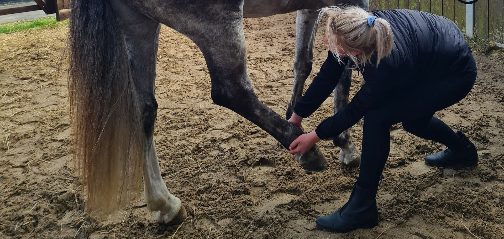 Horse stretch, stretching horses, horse, stretch