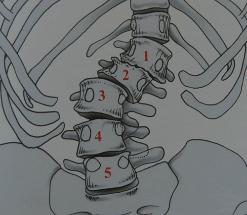 Drawing of the Spine