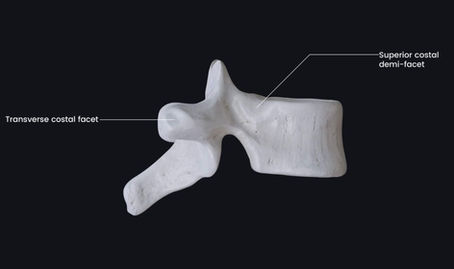 The Impact of T6 Vertebra on Digestive Health