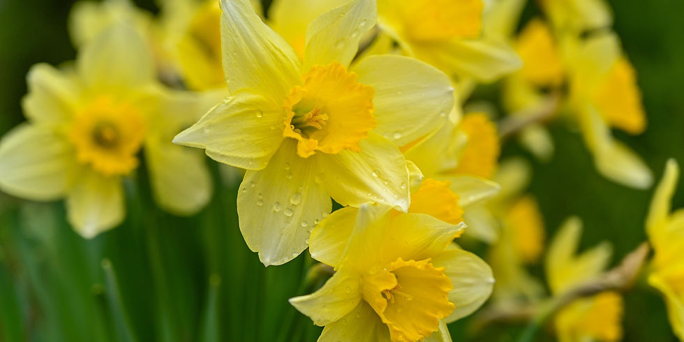 Daffodil