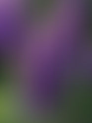Colorful flowers with a focus on a pink rose and purple blooms.