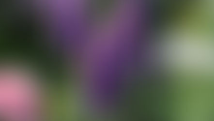 Colorful flowers with a focus on a pink rose and purple blooms.