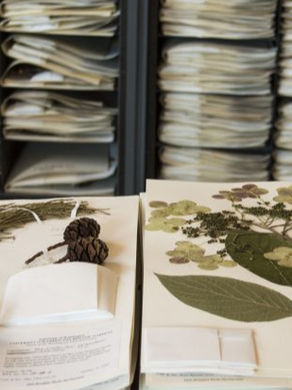 Herbarium specimens on a table, with stacks of folders in the background.