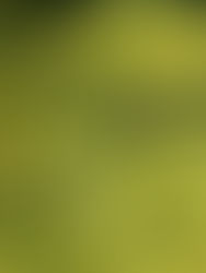 Close-up of yellow dill flowers with delicate petals, set against a blurred green background, capturing a peaceful, natural scene.